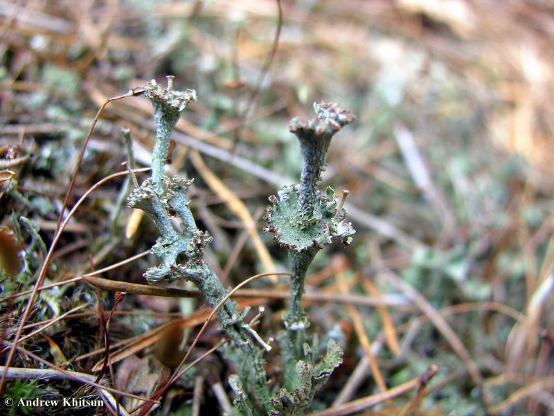 Cladonia cervicornis
