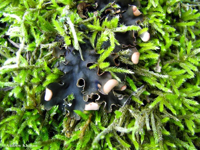 Peltigera rufescens